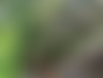 ホテル中庭の枯れ木伐採撤去（千歳市）北海道の空師の現場から