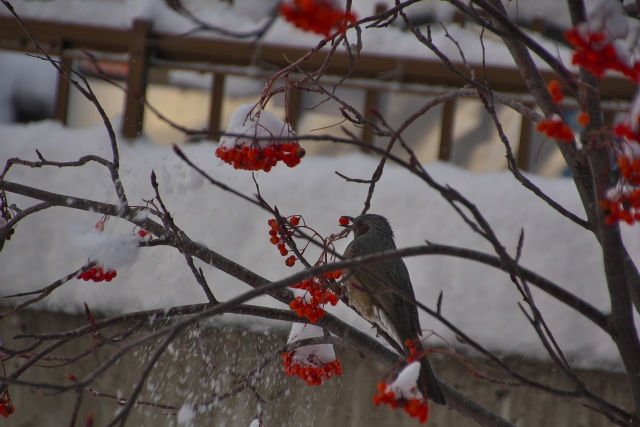 冬のナナカマドの実は野鳥の餌に