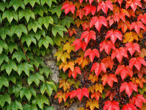 木にツタが絡むと弱るのは本当？原因とよくある誤解を専門家が解説