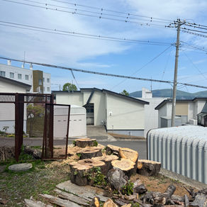 小樽市|敷地角の老木を輪切りに?!|特殊伐採ならソラシンゴ