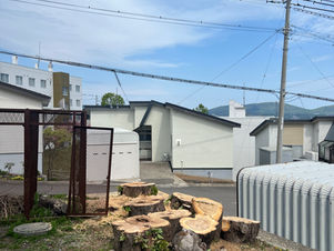 小樽市|敷地角の老木を輪切りに?!|特殊伐採ならソラシンゴ
