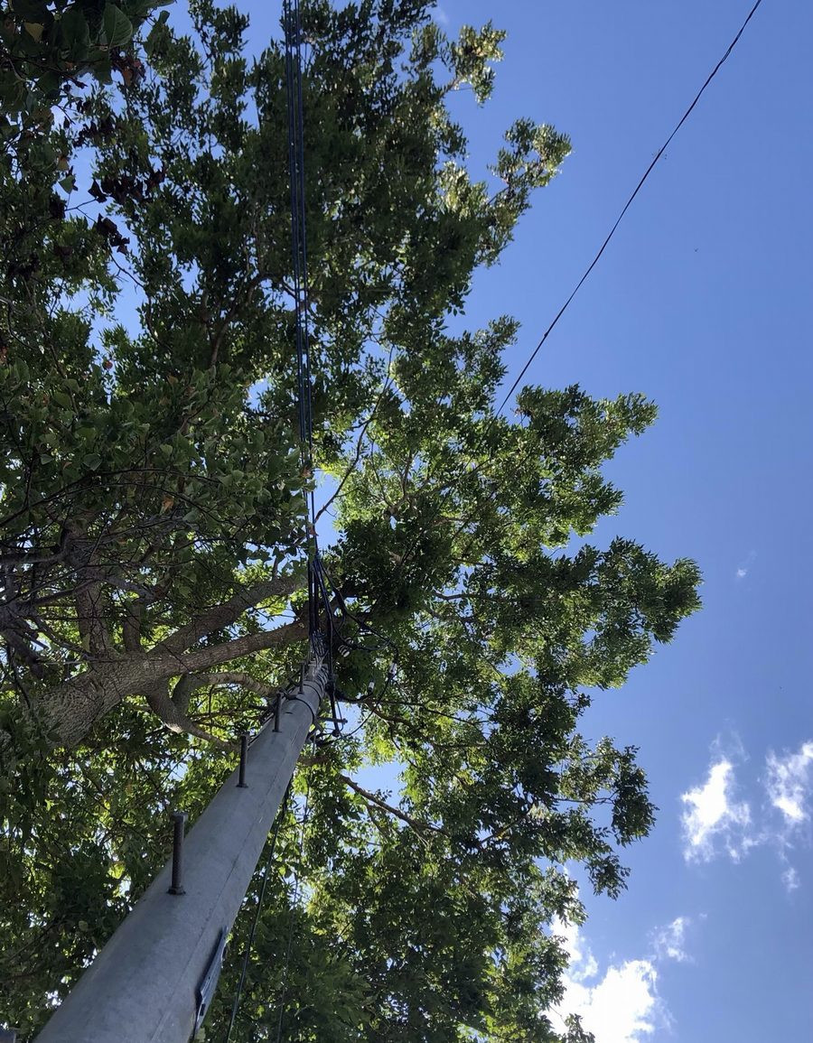 電線にかぶる枝
