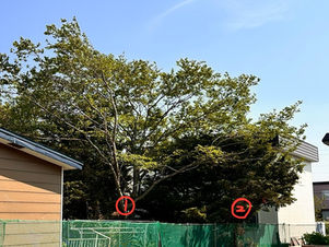 隣地にはみ出す枝を伐採