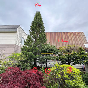 庭木を減らしてお手入れを楽に（千歳市）北海道の空師チーム