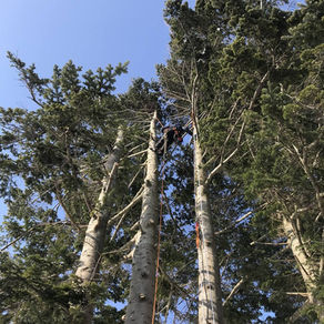トドマツ・カラマツ|高所伐採で低くする|冬の現場から