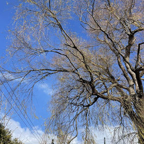 工場敷地内の大伐採（由仁町）｜北海道の特殊伐採