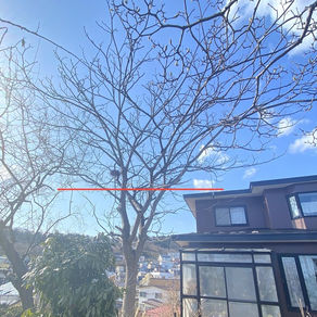 北海道室蘭市｜カラスの巣対策でクルミの伐採