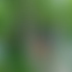 大木カエデのサイズダウン(室蘭市)北海道の空師の現場から