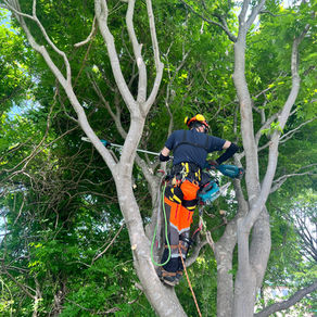 大木カエデのサイズダウン(室蘭市)北海道の空師の現場から