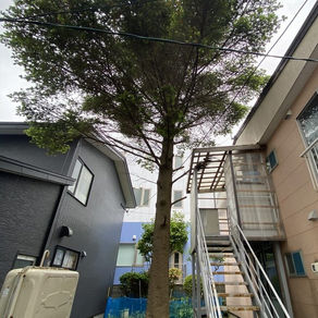 アパート前のトドマツ伐採（室蘭市）｜北海道の空師