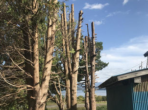 高木の芯止め承ります|針葉樹・広葉樹の芯止め事例特集