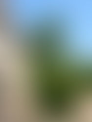 20mドロノキ伐採(洞爺湖町)北海道の空師の現場から