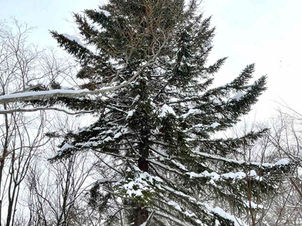 枝数多し！住宅近接のアカエゾマツの伐採（札幌）北海道の空師