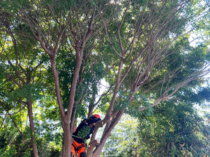 密に茂るカエデ伐採（登別市）北海道の空師チームの現場から