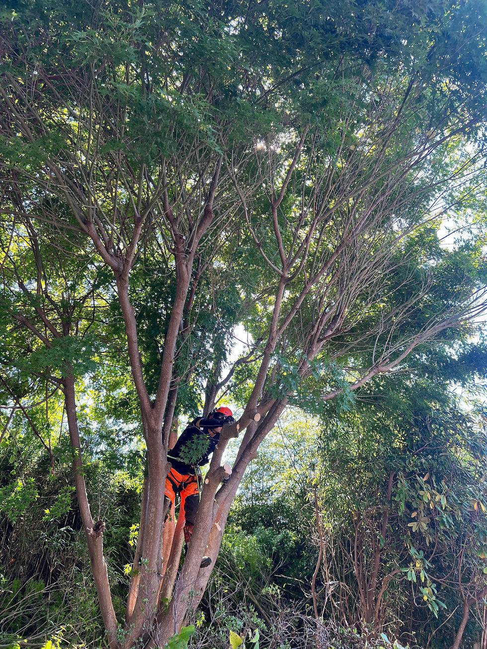 密に茂るカエデ伐採（登別市）北海道の空師チームの現場から