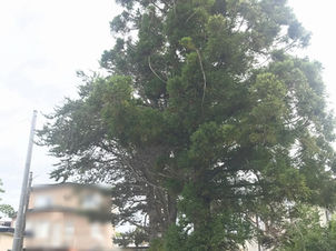 ねむの木、桂の木などまとめ伐採