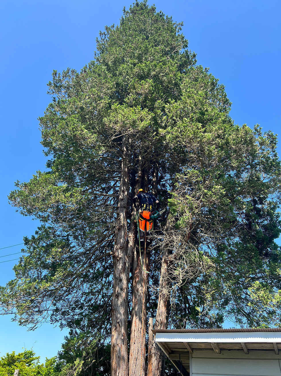 小屋脇の巨大ひのきを伐採(厚真町)北海道の空師の現場から