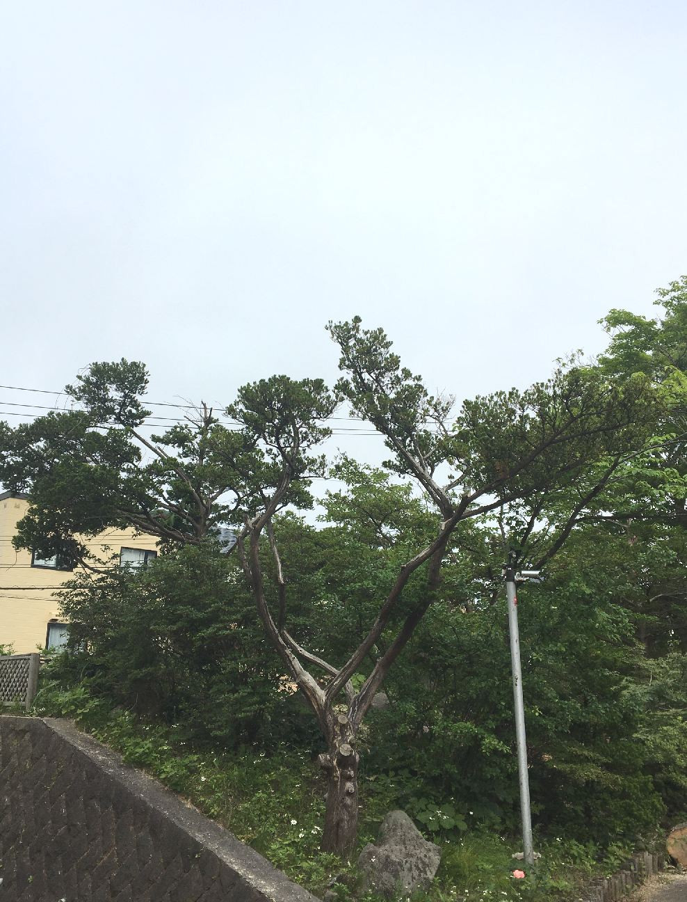 カシワ伐採後