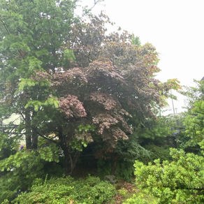 庭のカエデ・ヒバ伐採（登別市）｜北海道の空師