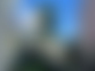 敷地角のトドマツを伐採（室蘭市）北海道の空師チーム