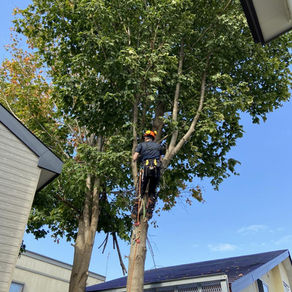住宅間の13ｍ楓の伐採（江別市）