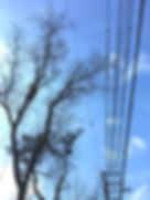 電線上に枝を伸ばした木