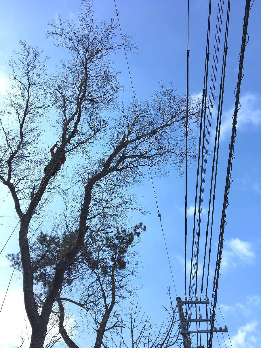 電線上に枝を伸ばした木