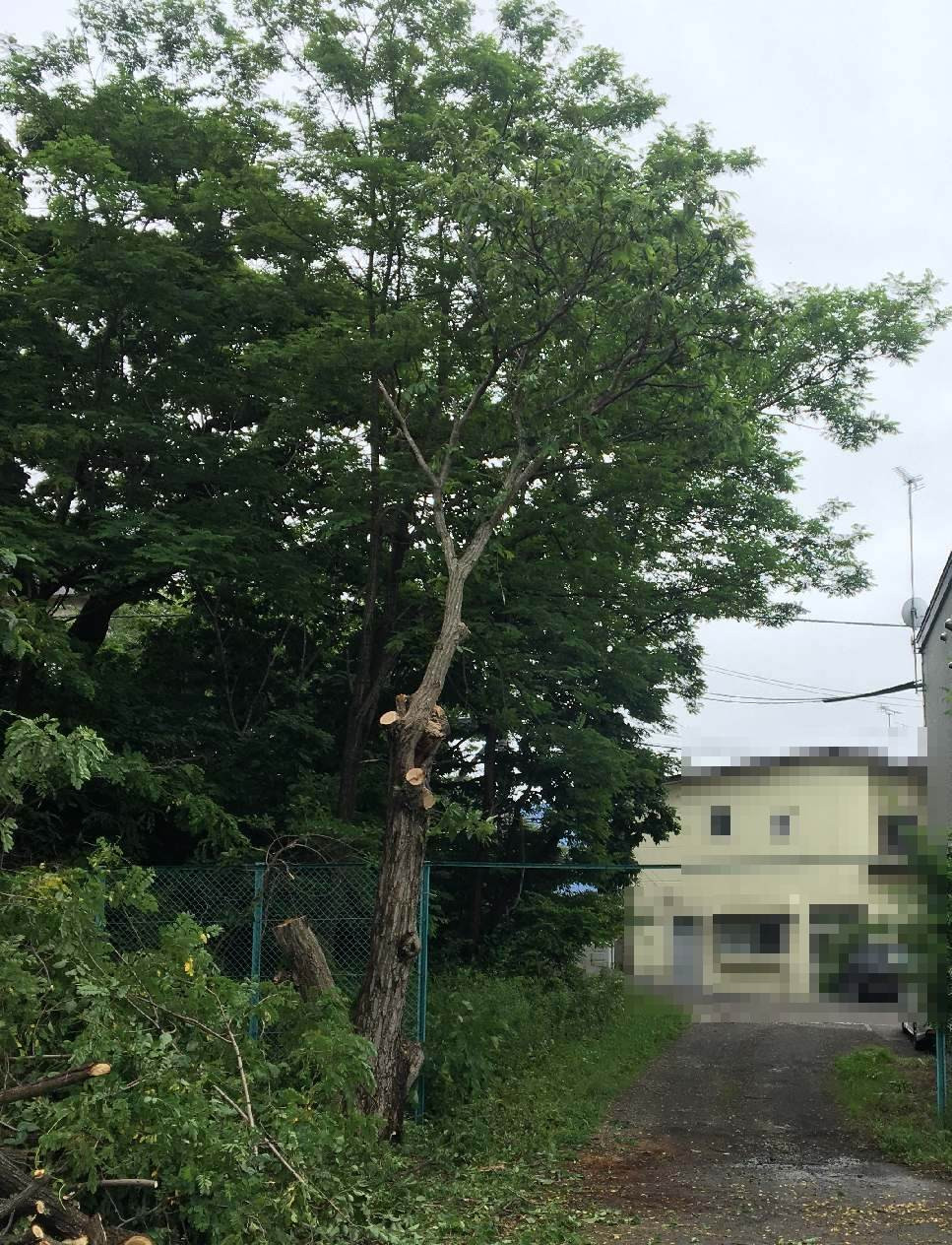 栗の木の管理方法 伐採時期とは 北海道の高木伐採