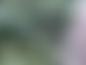 ツタを放置すると木はどうなる？北海道で特に注意したい倒木・枯死のリスク