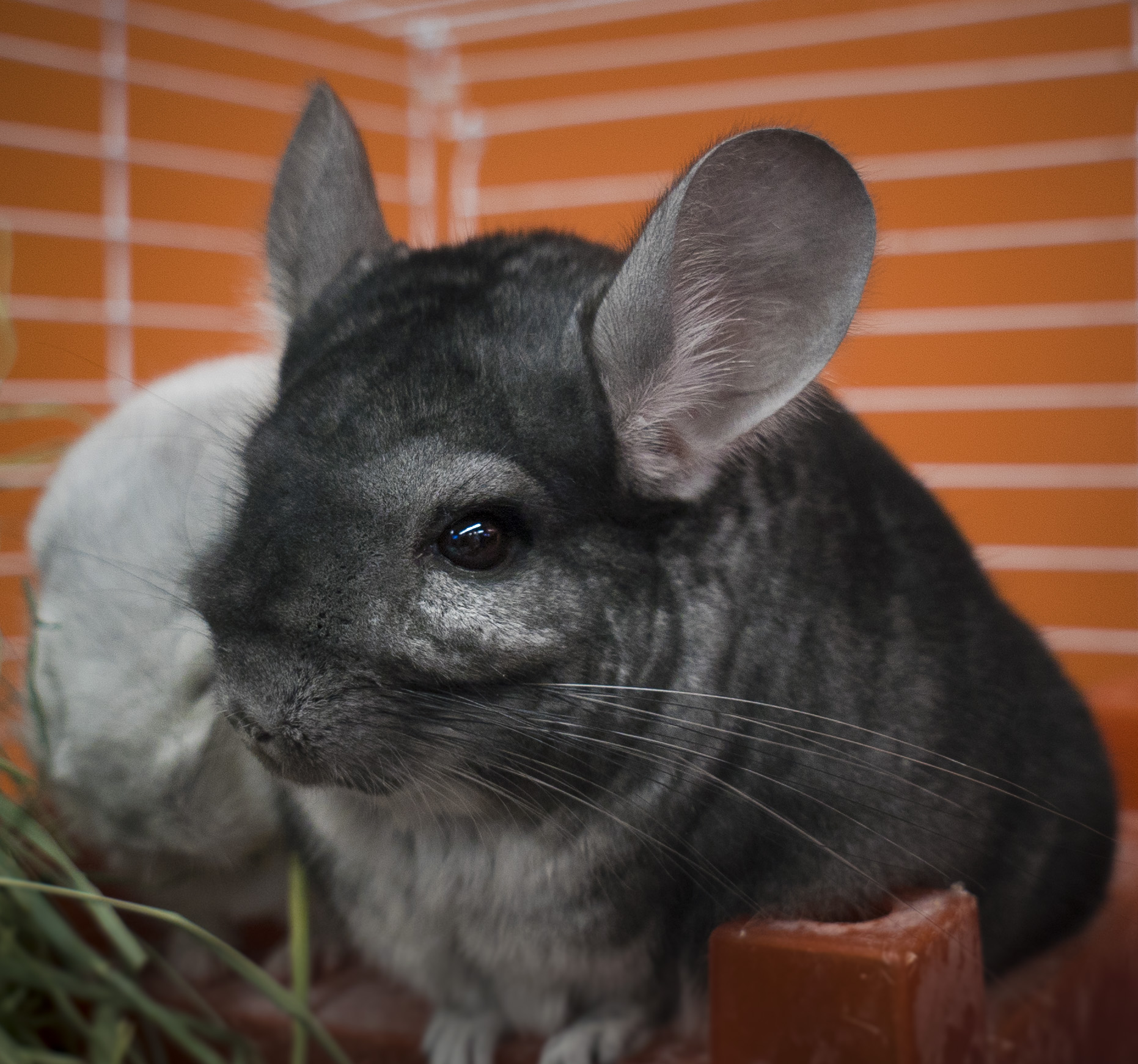 Pocket Pets 101
