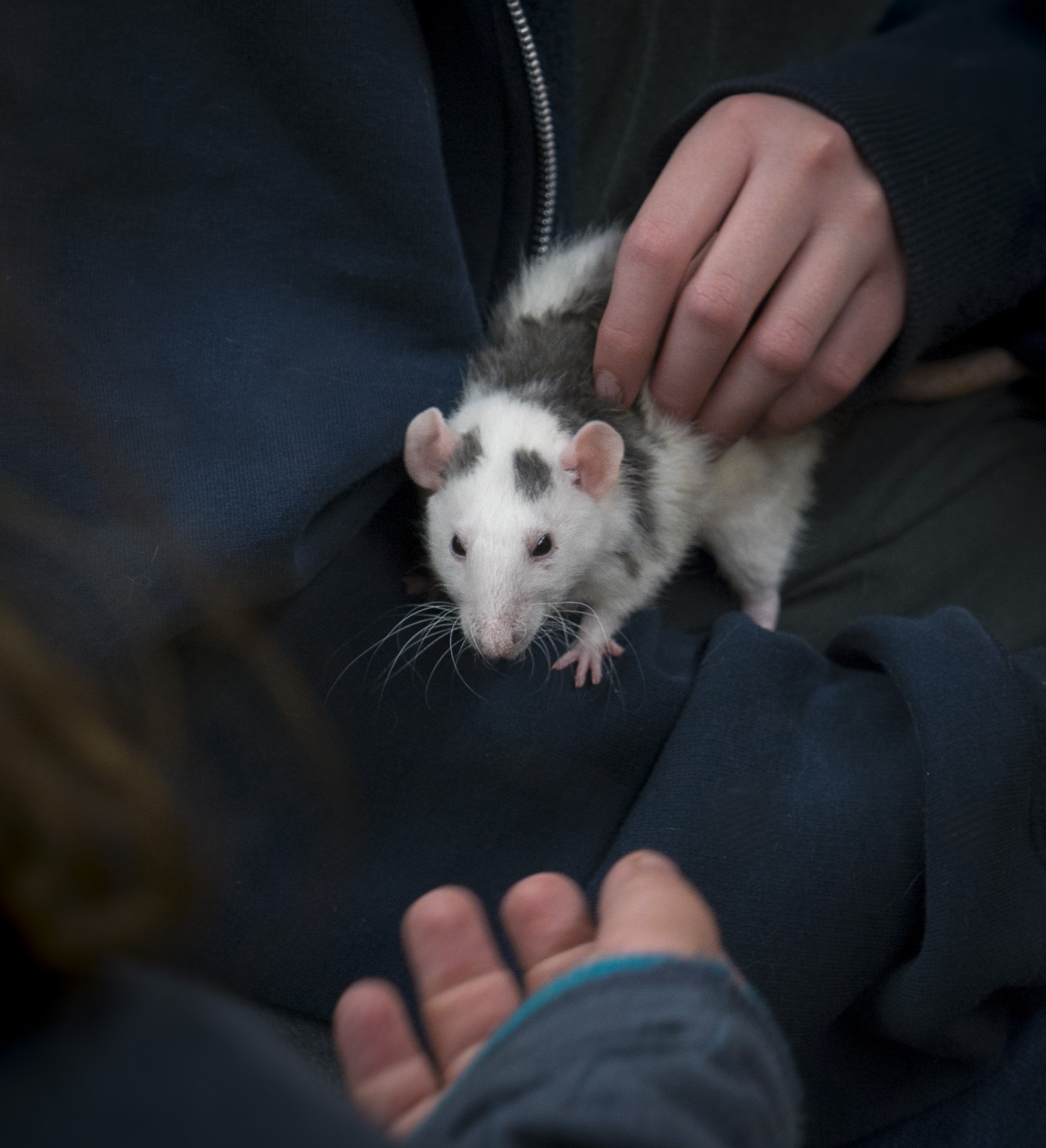 Pocket Pets 101