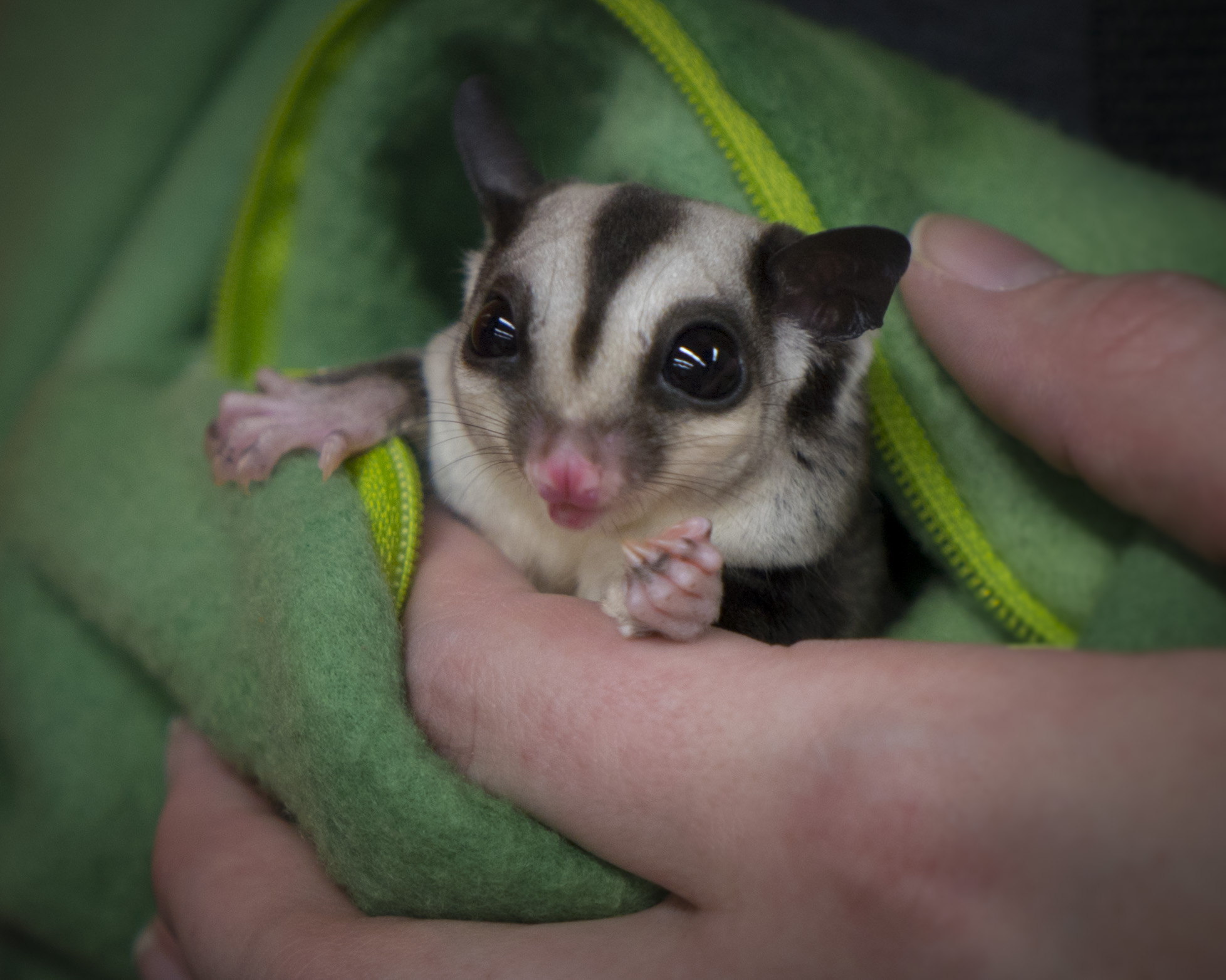 Pocket Pets 101
