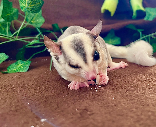 Annie Schafer - Ulanni - SG.jpeg