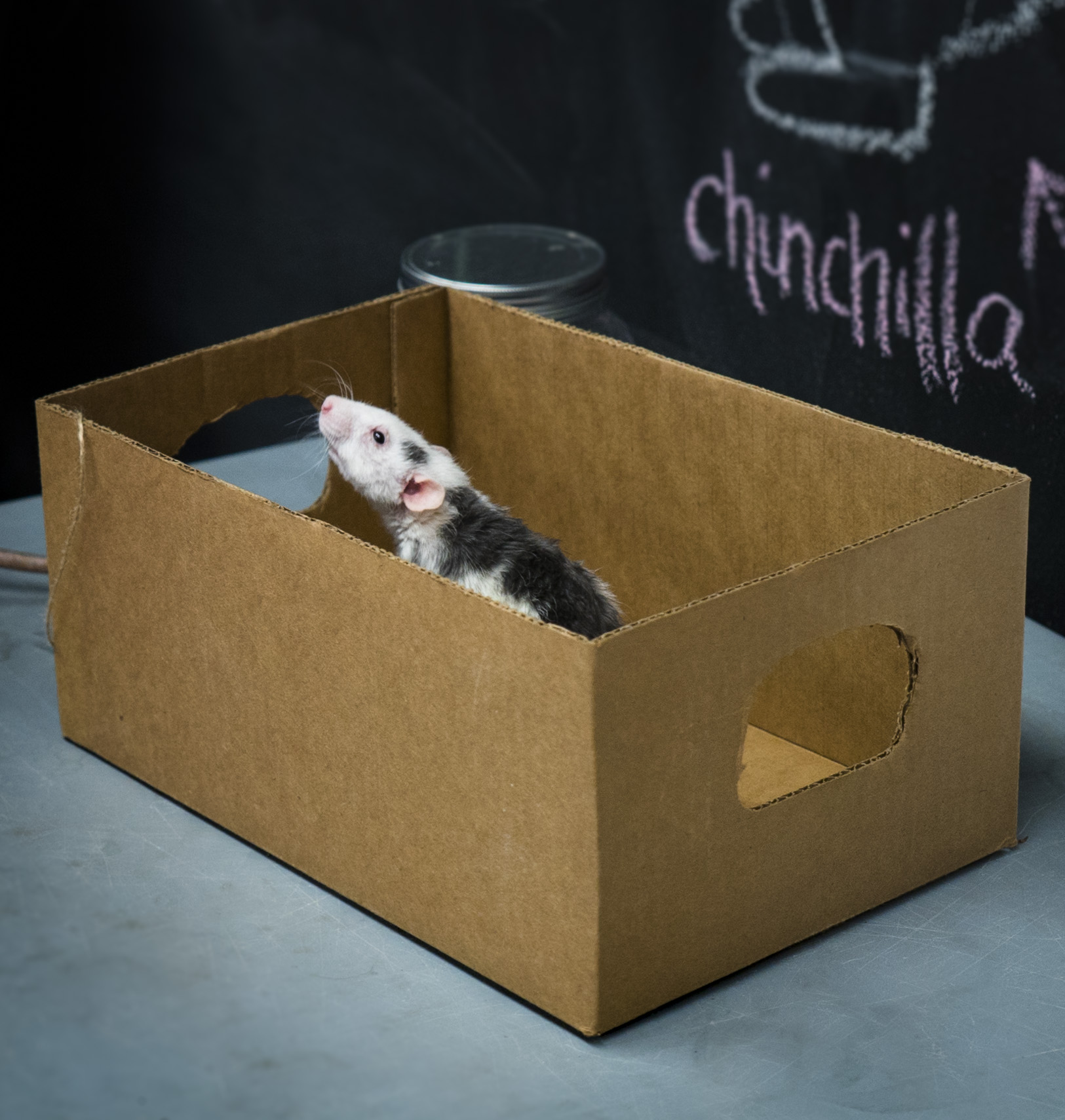 Pocket Pets 101