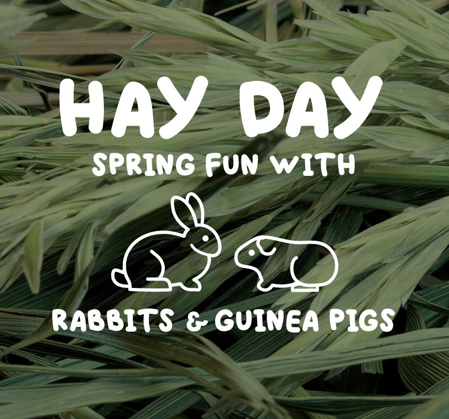 Hay Day - Spring Fun with Rabbits & Guinea Pigs