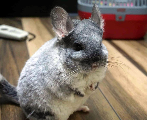 Sierra Palmer - CC-Evie.jpg