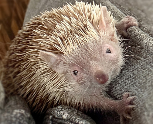 Kathy Bertram - Clive - TENREC - PHOTO.jpeg