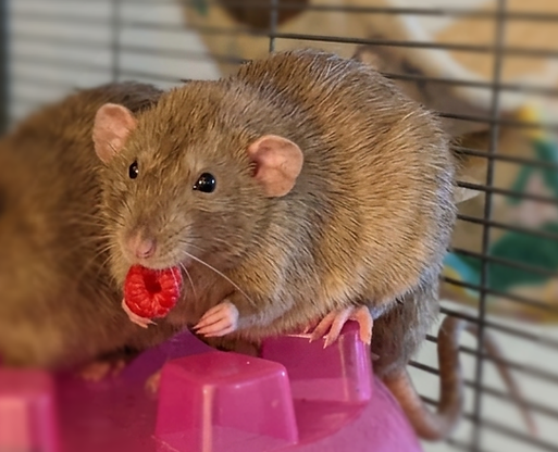 Nutmeg.png