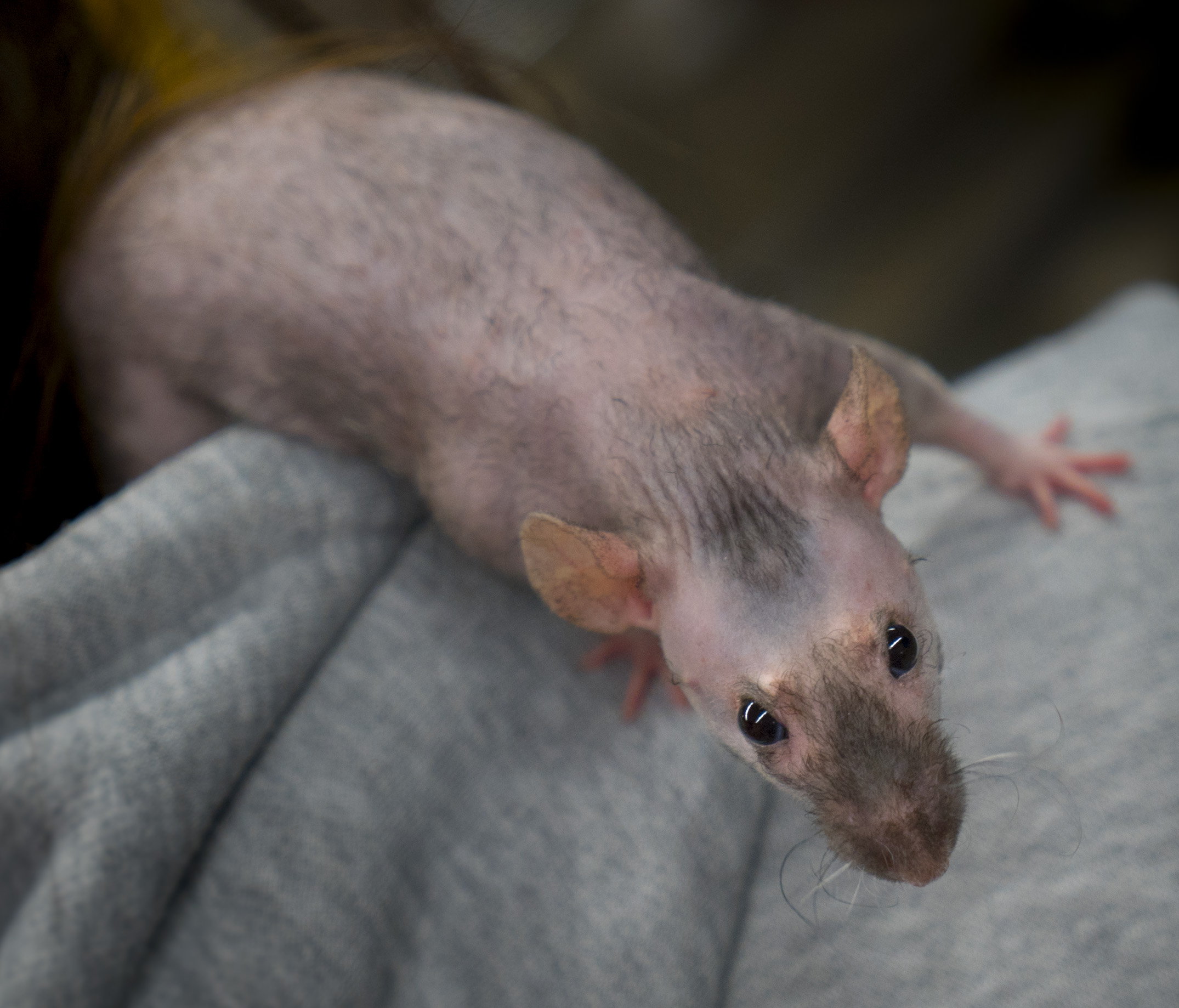 Pocket Pets 101