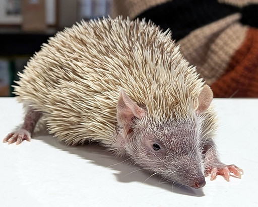 Asher Carr - Basil - TENREC - PHOTO.jpg