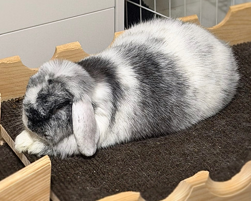 Taysa Peterson - Pip - RB - PHOTO.jpeg