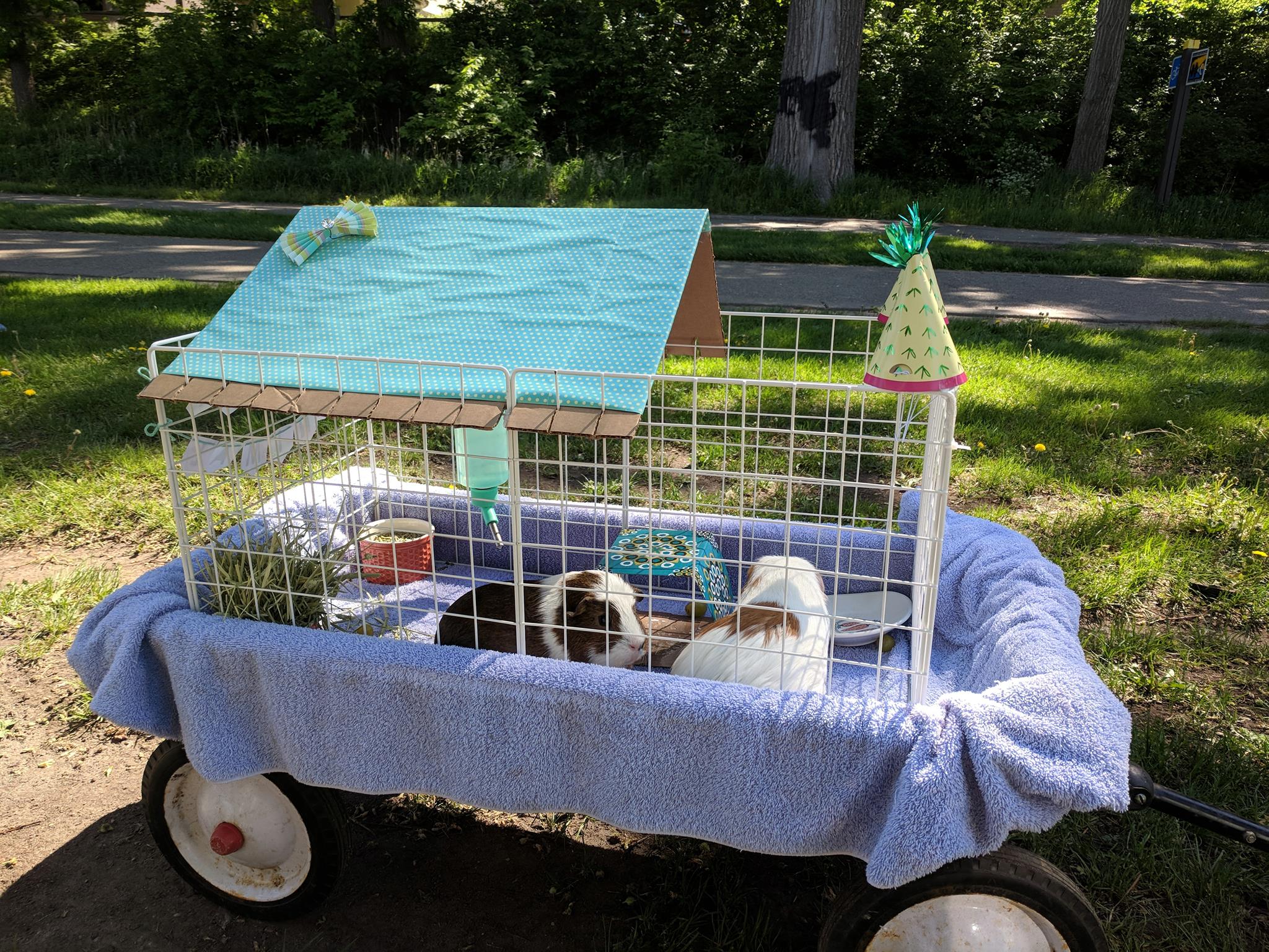 2nd Annual Critter Crawl