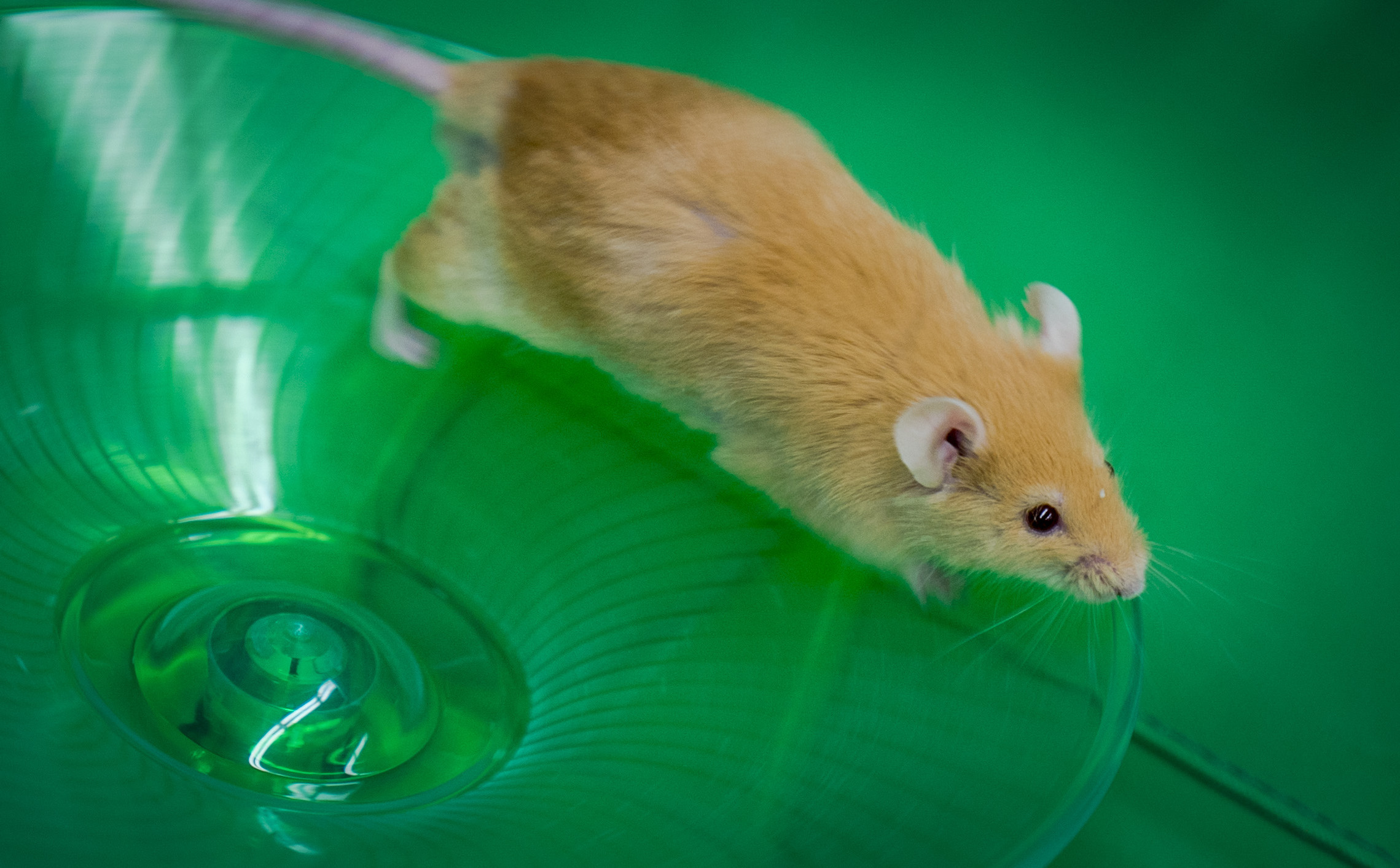 Pocket Pets 101