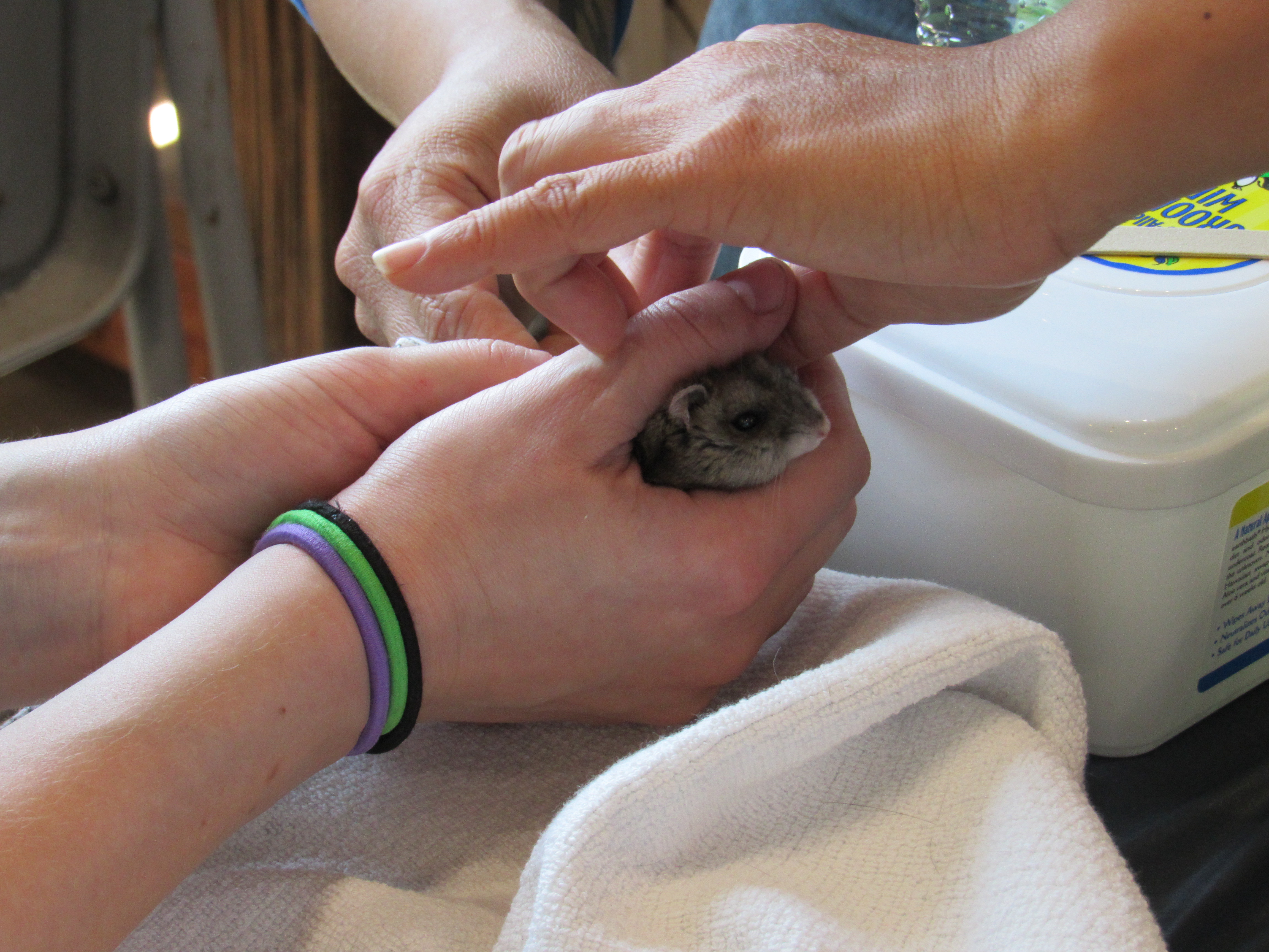 Pocket Pets 101 Event + Nail Trim