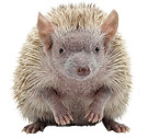tenrec stock TEMPORARY edited.jpeg