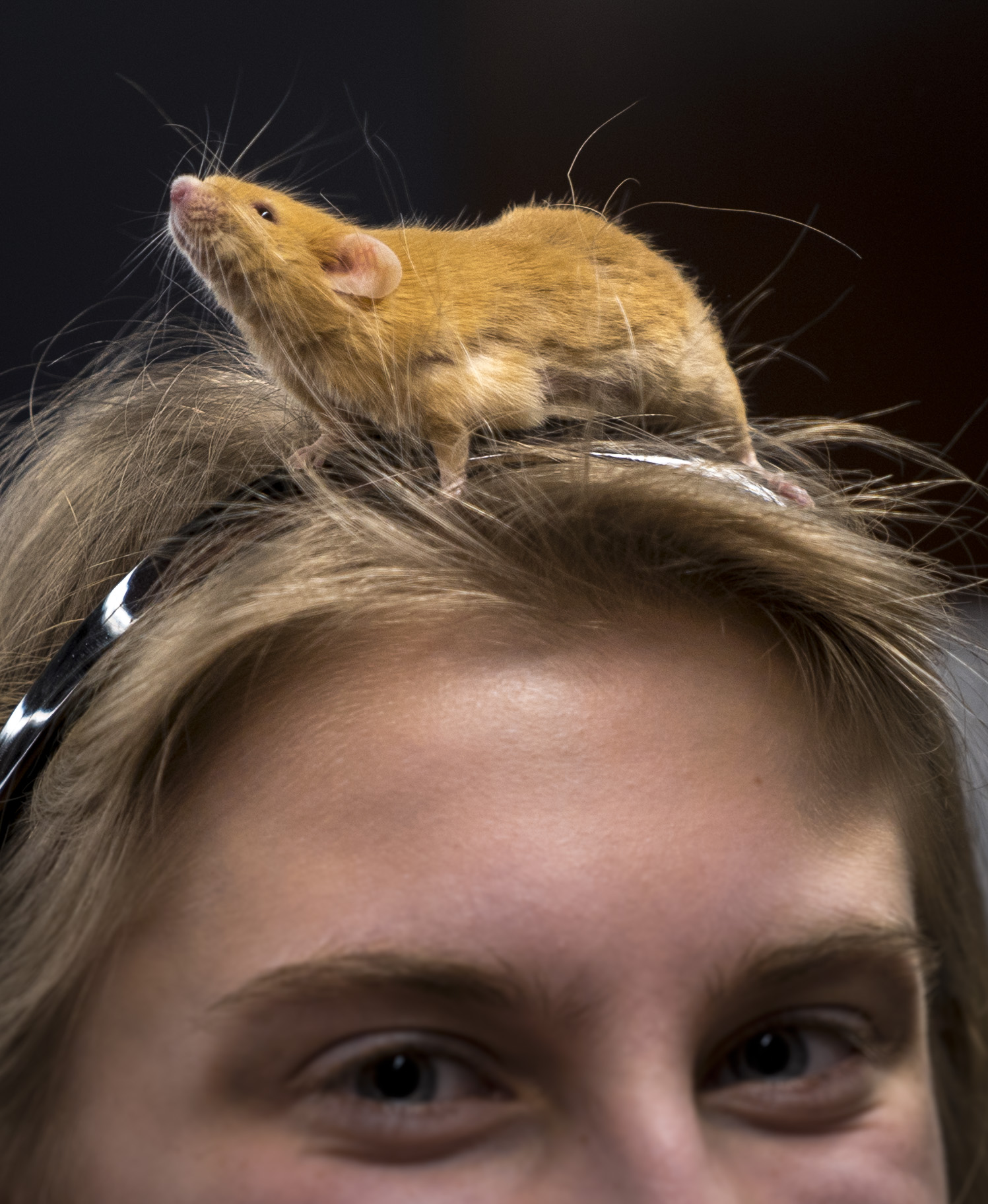 Pocket Pets 101