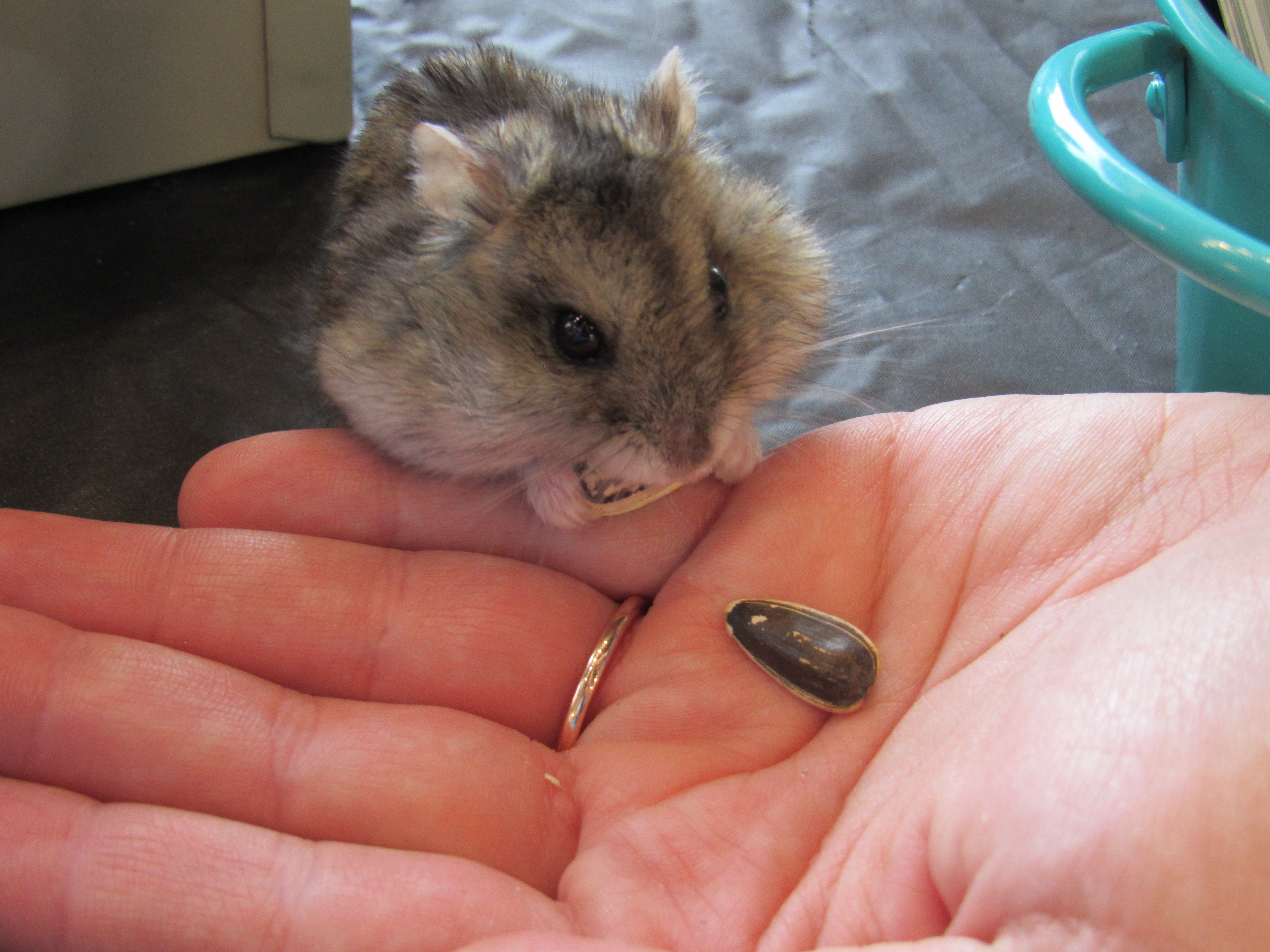 Pocket Pets 101 Event + Nail Trim