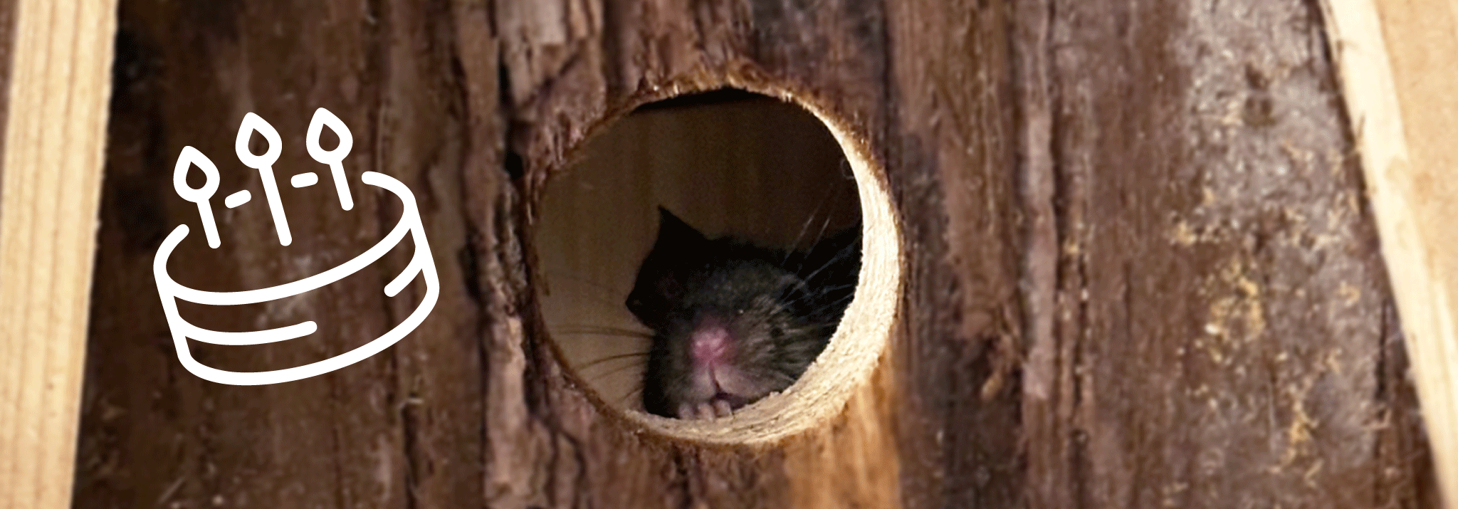 MS113-Cake-FeaturedFuzzy-icon.jpg.gif