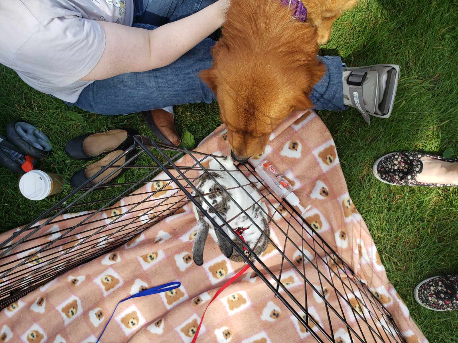 3rd Annual Critter Crawl