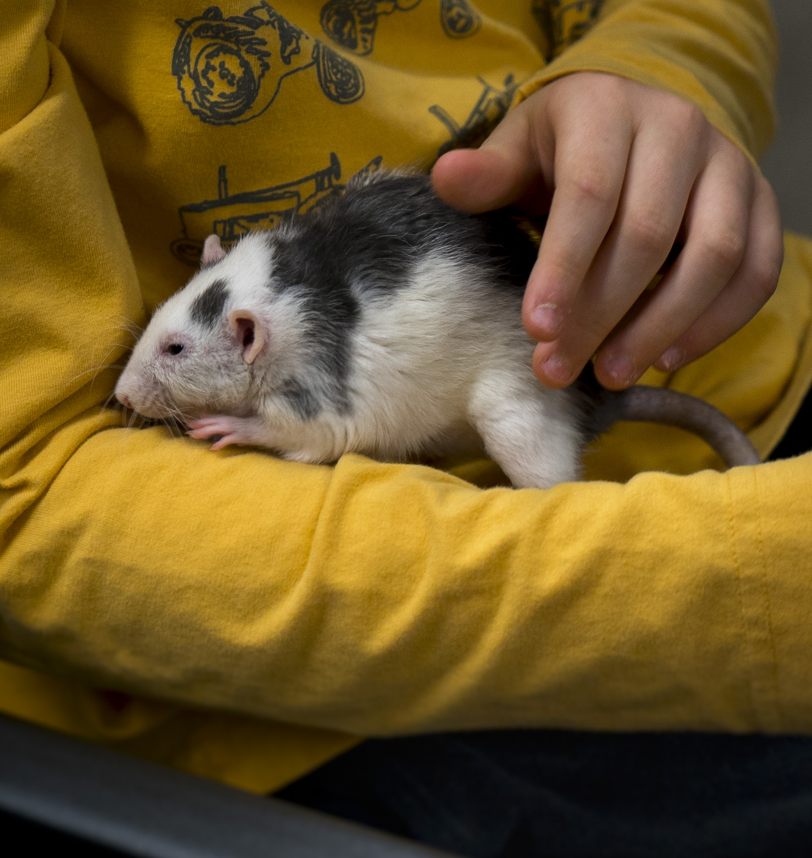 Pocket Pets 101